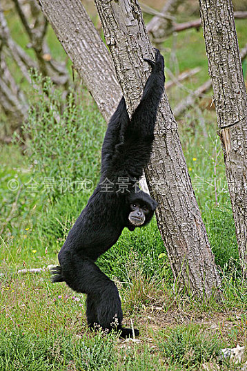 长臂猿_后腿站立_高清图片_全景视觉