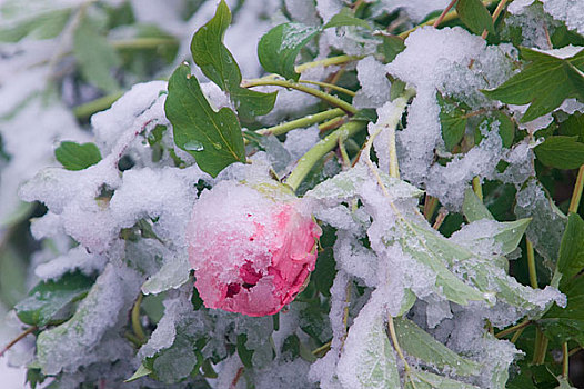 雪中牡丹