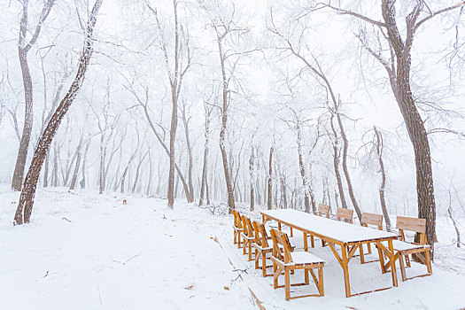 槐树林里的一排木桌椅