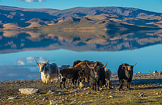 成群,牦牛,堤岸,黑色,湖,蒙古,亚洲
