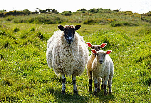 绵羊,母羊,站立,两个,羊羔,草地,德文郡,英格兰,英国
