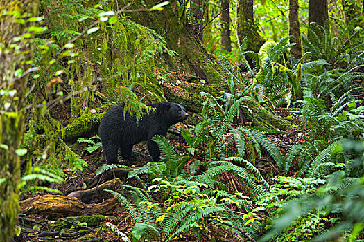 黑熊,美洲黑熊,走,雨林,温哥华岛,不列颠哥伦比亚省,加拿大