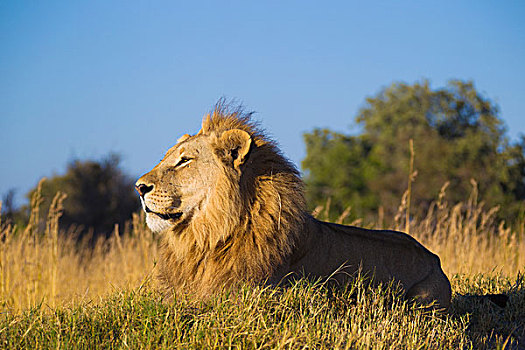 侧面,头像,非洲狮,狮子,卧,草丛,远眺,奥卡万戈三角洲,博茨瓦纳,非洲