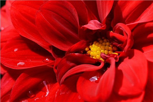 红色,大丽花,盛开,水滴