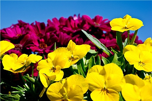 春天,樱草属植物,彩色,花