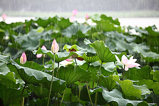 雨中西湖