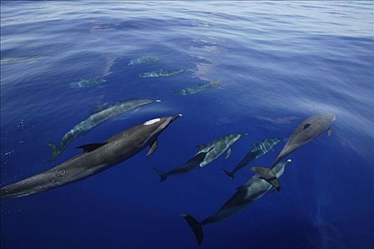 海豚,骑,岛屿,日本