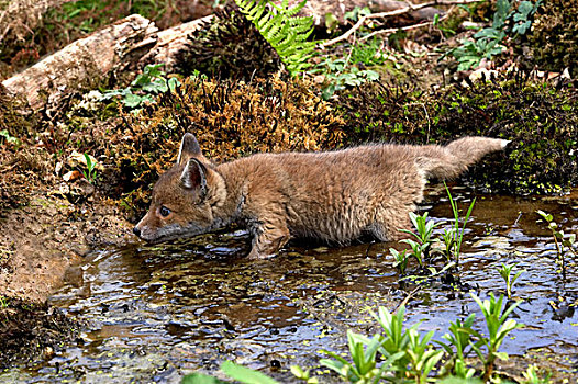 红狐,狐属,幼仔,站在水中,诺曼底