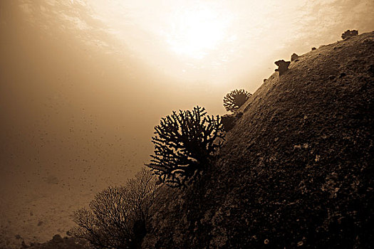 水下视角,鱼,礁石,斯米兰,国家级保护区,安达曼海,泰国