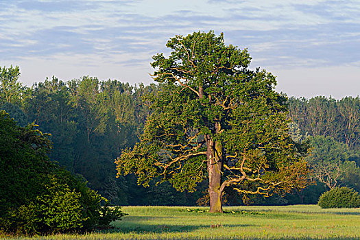 老,橡树,栎属,栎树,早晨,黑森州,德国