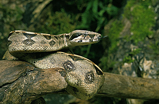 大蟒蛇,成年