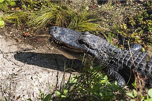 鳄鱼,大沼泽地国家公园,佛罗里达