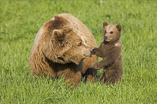 母兽,幼兽,棕熊