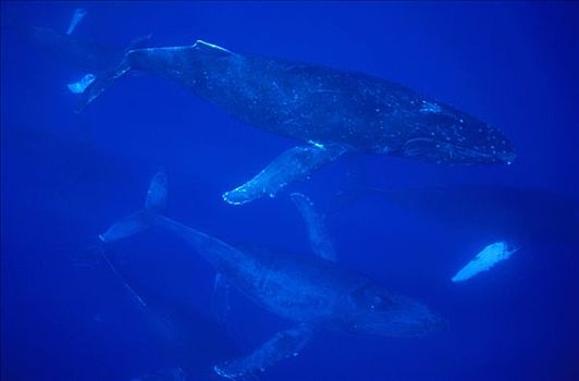 驼背鲸,大翅鲸属,鲸鱼,旅行,30多岁,鲸,交配,群,毛伊岛,夏威夷,提示,照相