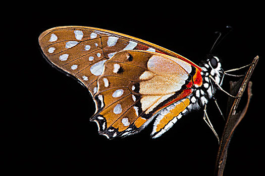 蝴蝶,国家公园,刚果