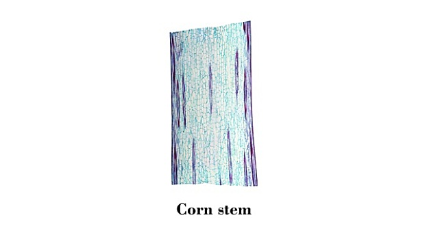 玉米,茎,显微照片