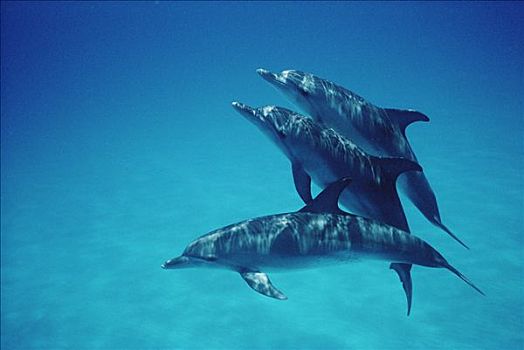 大西洋点斑原海豚,花斑原海豚,三个,成年,幼小,巴哈马