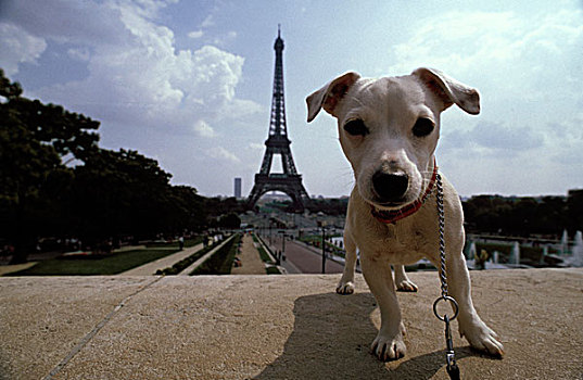狗,巴黎
