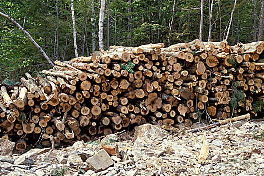 北美,美国,选择,伐木,绿色,认证,一堆木材,收获,场所,缅因