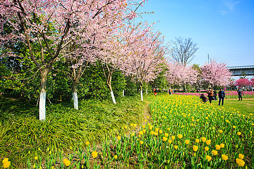 樱花,烂漫,草地,浪漫,粉色