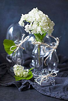 白色,八仙花属,花,玻璃花瓶