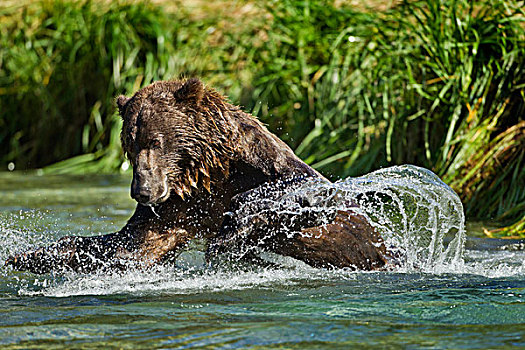 美国,阿拉斯加,卡特麦国家公园,大灰熊,母熊,棕熊,捕鱼,卵,三文鱼,河流,靠近,湾,夏天,早晨