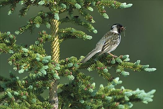 麻雀,栖息,针叶树,昆虫,抓住,加拿大西北地区,加拿大