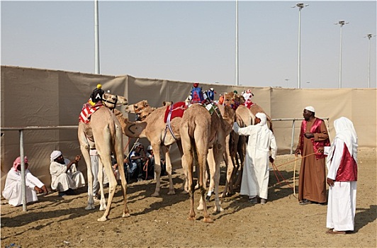 比赛,骆驼,赛道,多哈,卡塔尔