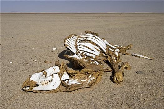 死,骆驼,沙漠