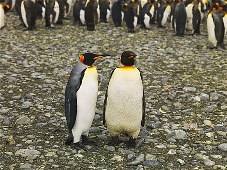 两个,帝企鹅,麦夸里岛,澳大利亚,南极