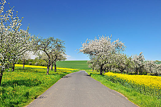 道路,盛开,苹果树,施佩萨特,巴伐利亚,德国