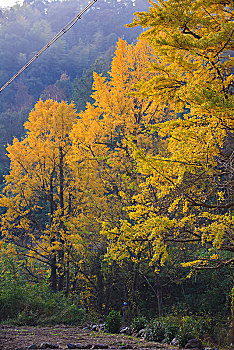 秋色,银杏,山村