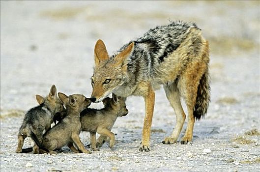 黑背狐狼,黑背豺,埃托沙国家公园,纳米比亚