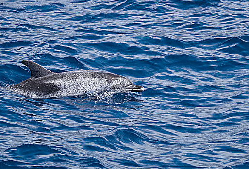斑海豚,原海豚属,大西洋,加纳利群岛,西班牙,欧洲