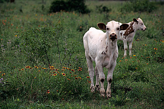 美国,德克萨斯,靠近,长角牛,母牛,印第安,毯子,花