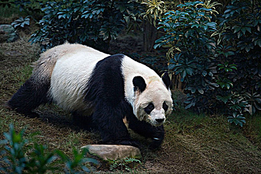 香港,骑师,大熊猫,栖息地,海洋公园