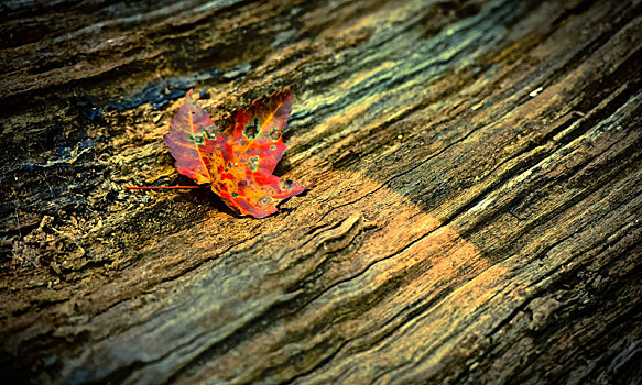 叶子,木头,弗吉尼亚,美国