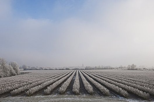 霜冻,地点,荷兰