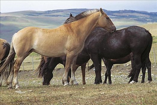 马,哺乳动物,巴塔哥尼亚,阿根廷,智利,南美,牲畜,动物