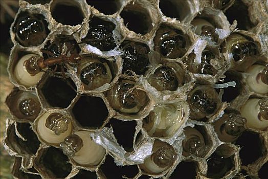 行军蚁,纸蜂,窝,拉拽,幼体,室外,细胞,科罗拉多岛,巴拿马
