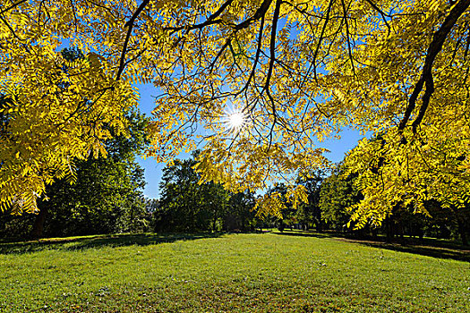 地点,太阳,发光,白蜡树,树,叶子,秋天,巴伐利亚,德国