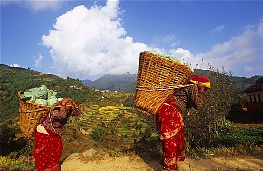 尼泊尔,加德满都,山谷,农事,家庭,收获,卷心菜