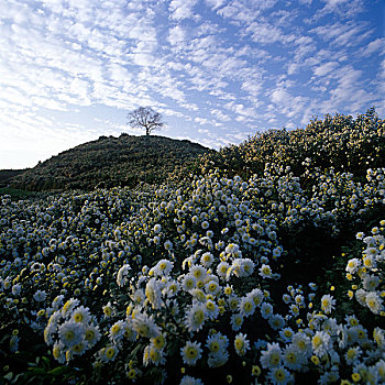 金竹岭的菊花山