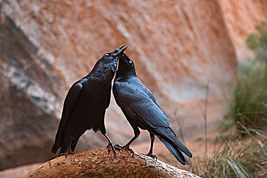 乌鸦,一对,乌卢鲁卡塔曲塔国家公园,北领地州,澳大利亚