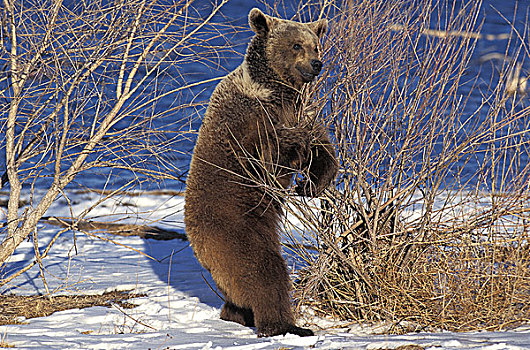 大灰熊,棕熊,后腿站立,阿拉斯加