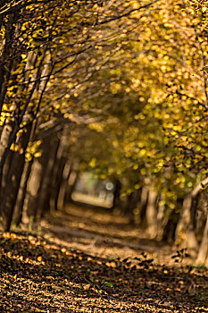 银杏树林中由落叶构成的通道