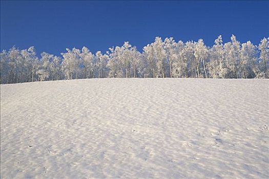 桦树,雪中,地点,阿拉斯加