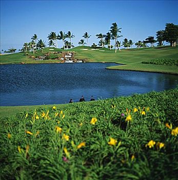 夏威夷,瓦胡岛,高尔夫球杆,花,前景,湖,天鹅