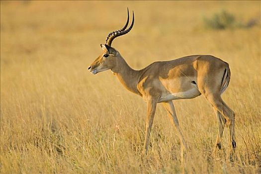 黑斑羚,公羊,莫瑞米,国家公园,奥卡万戈三角洲,博茨瓦纳,非洲