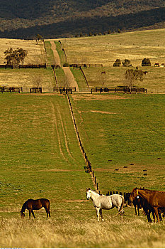 马,树林,种马场,靠近,新南威尔士,澳大利亚